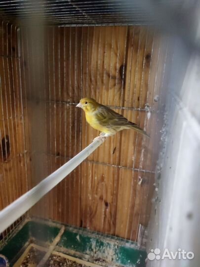 Кенора и канарейки