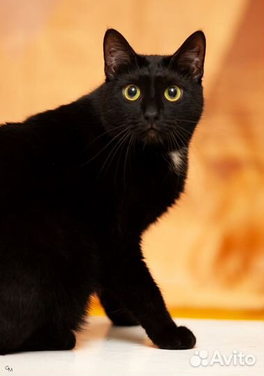 Кошечка Эрика ищет дом