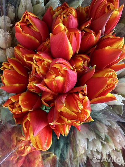 Тюльпаны к 8 марта