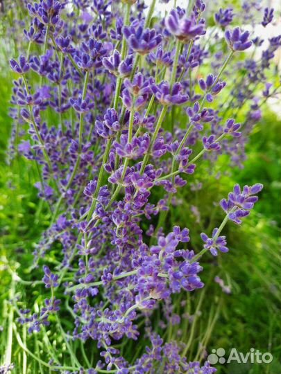 Саженцы лаванды. Экстра. 