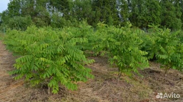 Маньчжурский орех