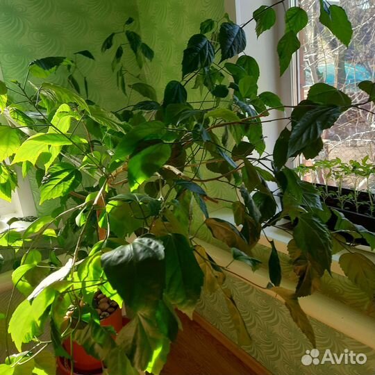 Гибискус китайский или китайская роза