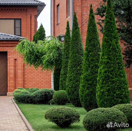 Туи вип класса