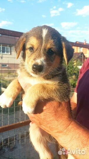 Отдам в хорошие руки