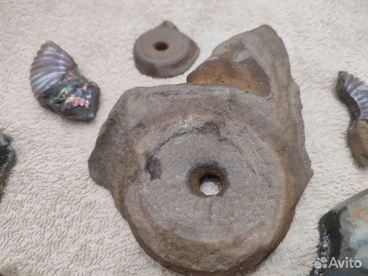 Окаменелости аммониты