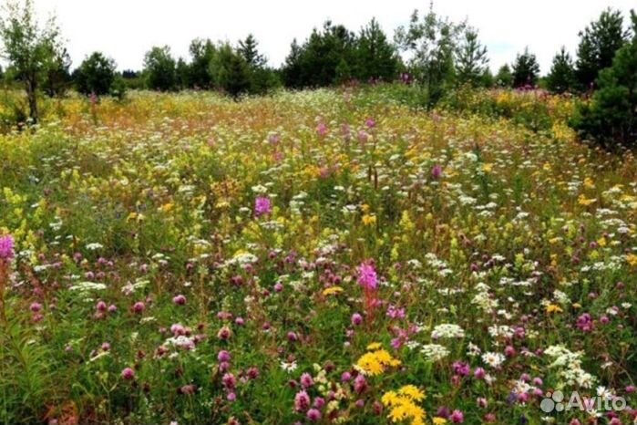 Мед Алтайский опт
