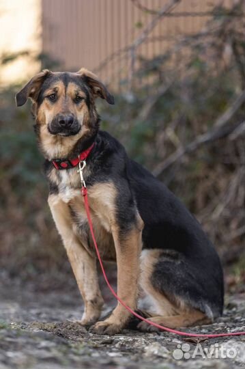 Собака в добрые руки безвозмездно