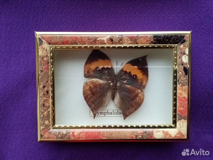 Бабочка в рамке и пазл парусник