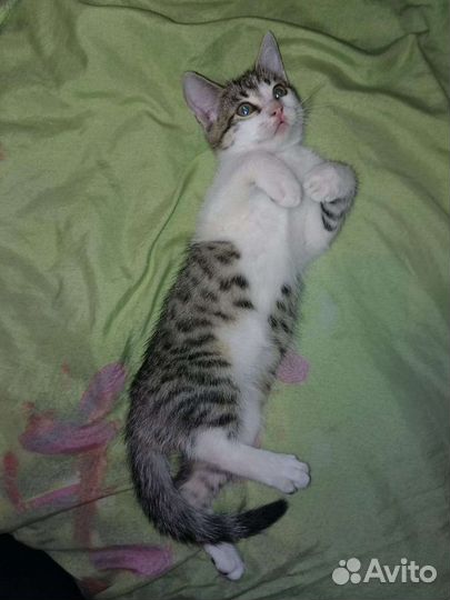 Отдам котят в добрые руки