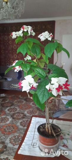 Плюмбаго,клеродендрон,аглоонема,крассула