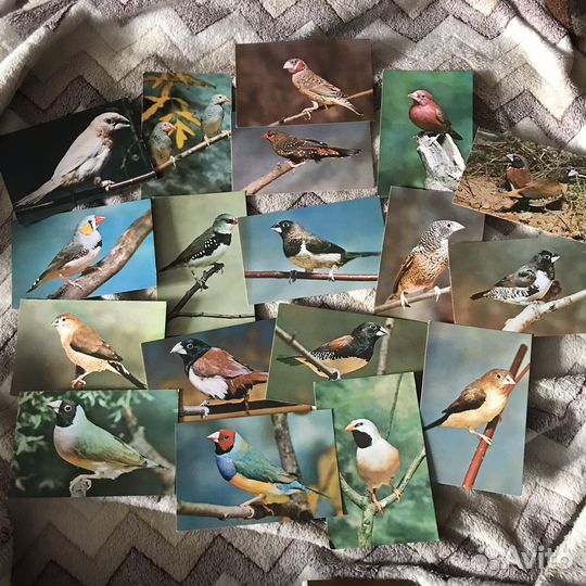 Набор открыток Комнатные птицы, СССР, 1984