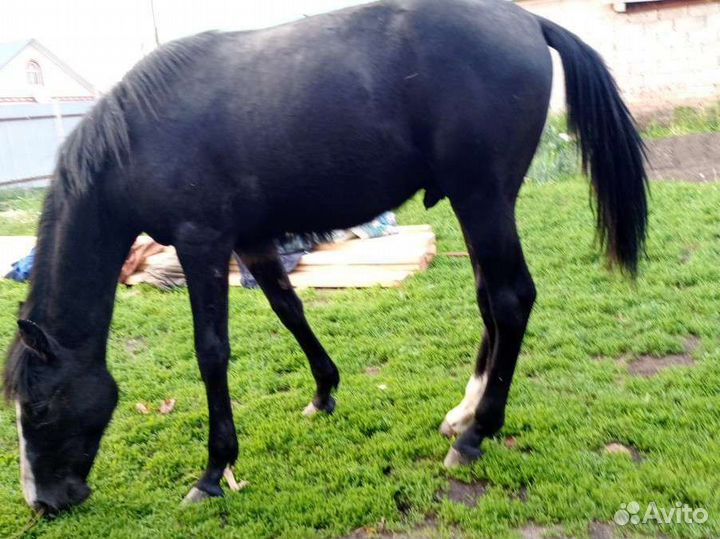 Продается годовалый жеребец Орловский рысак