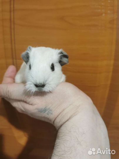 Морские свинки california