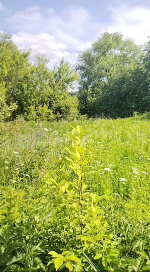 Участок 15 сот. (ИЖС)