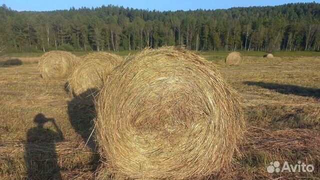 Продам сено в рулонах