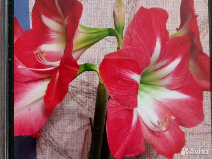 Гиппиаструм