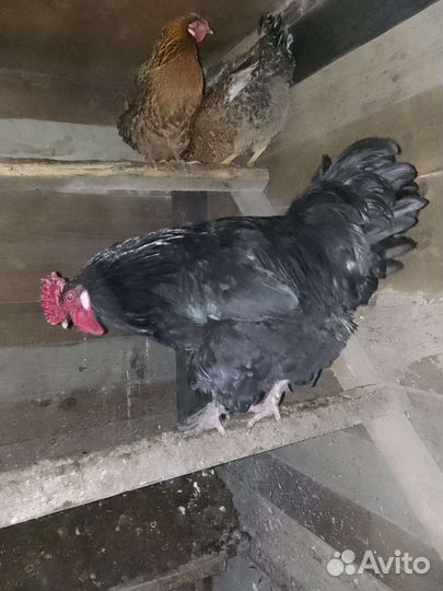Куры петухи