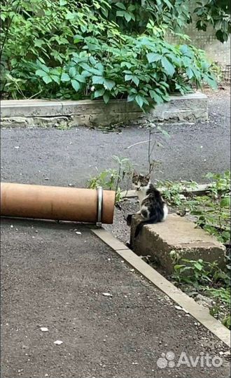 Кошка