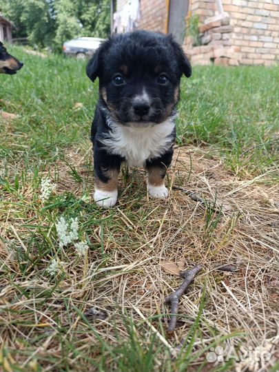 Щенок маленькой собаки в добрые руки