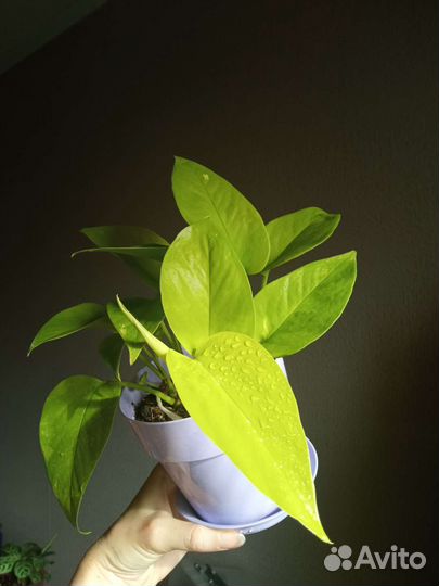 Эпипремнумы и диффенбахии сортовые