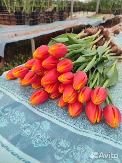 Луковицы тюльпанов