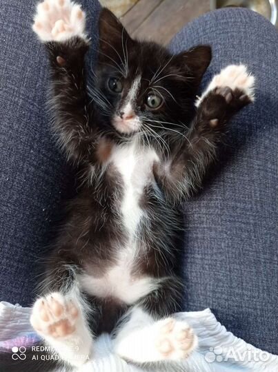Кошки