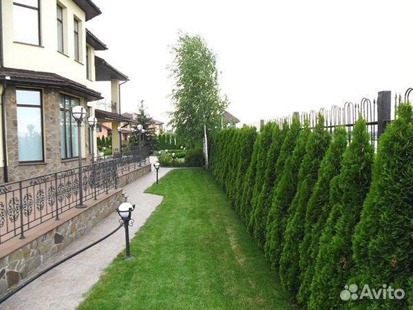 Туя западная Смарагд