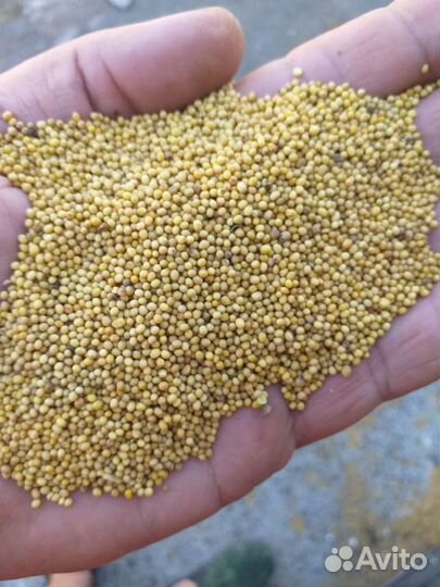 Семена горчица Желтая