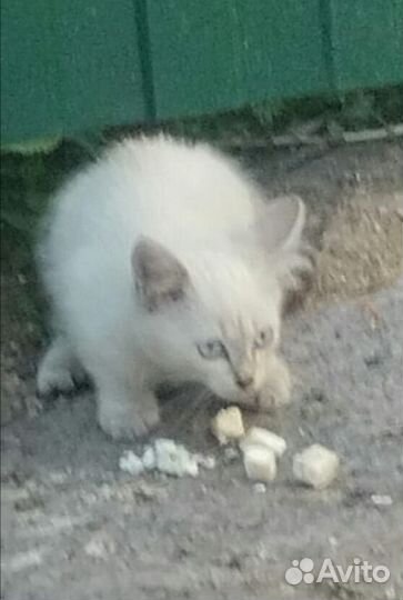 Ищем дом котятам