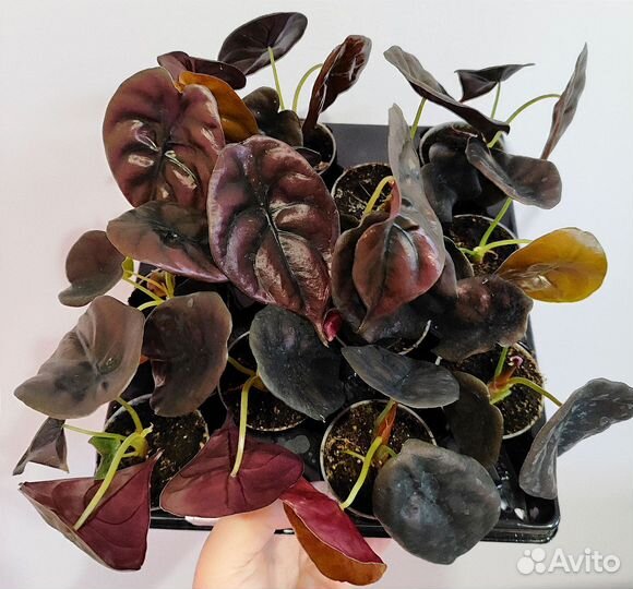 Алоказия купрея медная d6