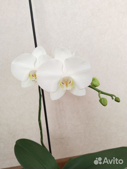 Орхидея фаленопсис белая с гошком