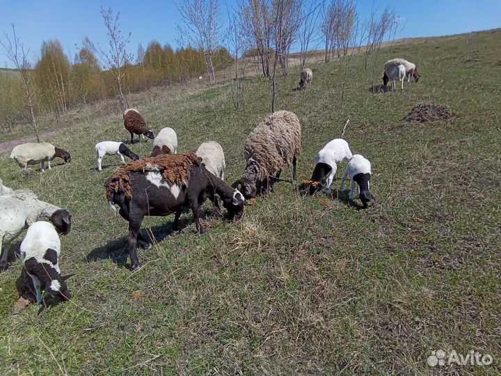 Овцы бараны дорпер