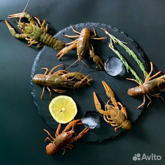 Раколовные места