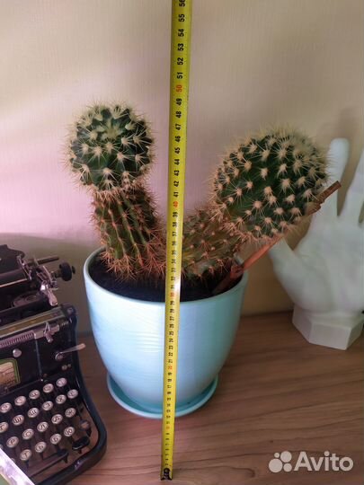 Кактус гвоздичноцветный. Суккулент