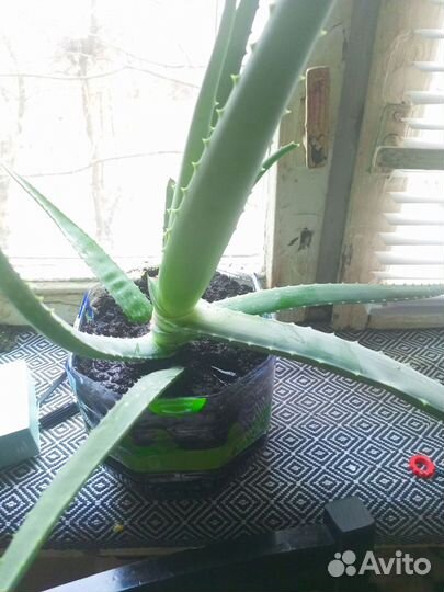 Алоэ лечебный 3 летний