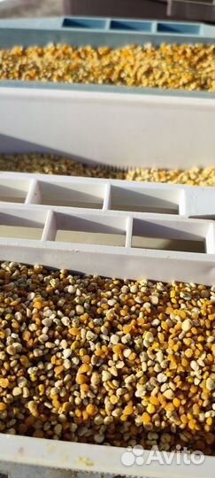 Пыльца пчелиная