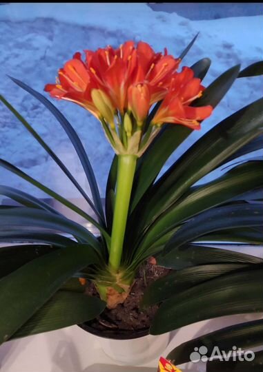 Кливия вариегатная