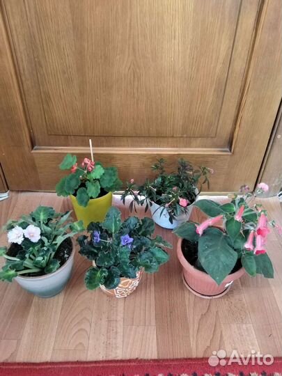 Сциндапсус, вьющаяся лиана