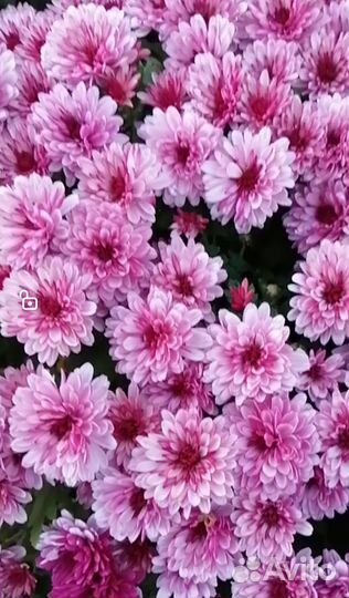 Хризантема мультифлора