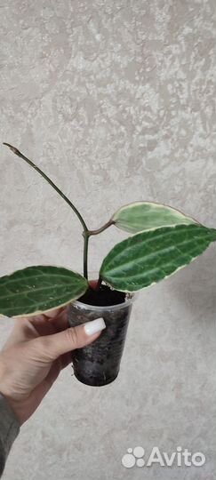 Хойя макрофилла альбомаргината