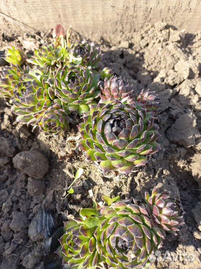 Камнеломка