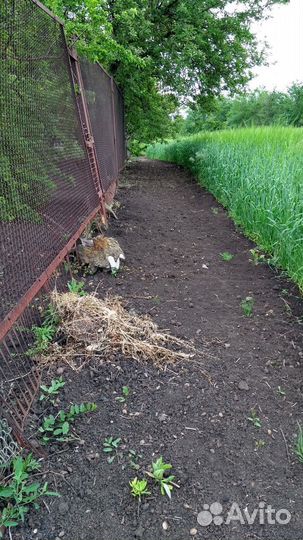 Работа в огороде, земляные работы, покос травы