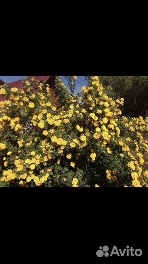 Розы кустовые Persian Yellow саженцы