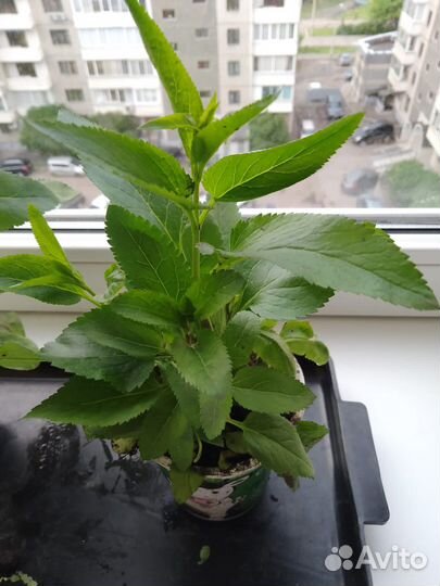 Вероника синяя (многолетник)