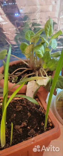 Разные цветы