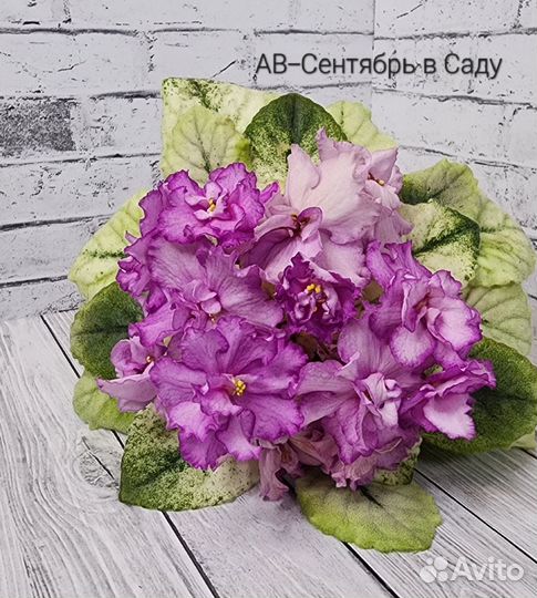 Фиалки мини