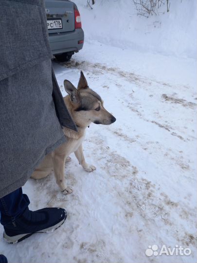 Щенки