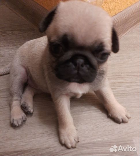 Щенки мопса