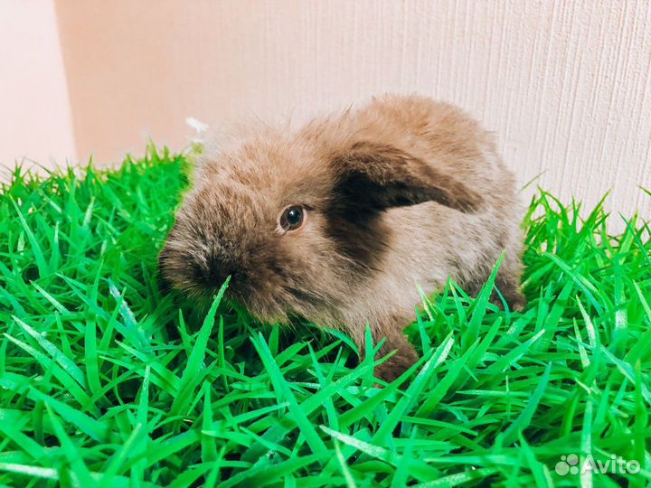 Вислоухий карликовый кролик - супер мини