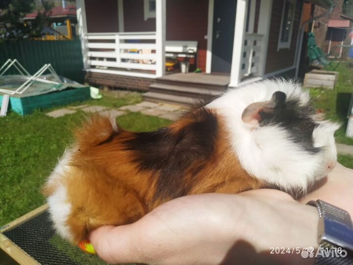 Морская свинка